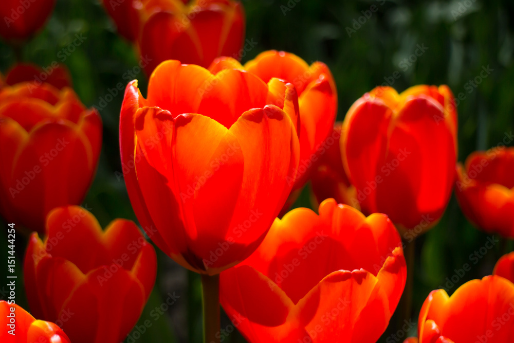 Feuer der Natur - Tulpen hat Energie Feuer der Natur - Tulpen hat Energie