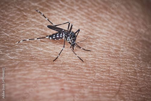 Tiger mosquito photo