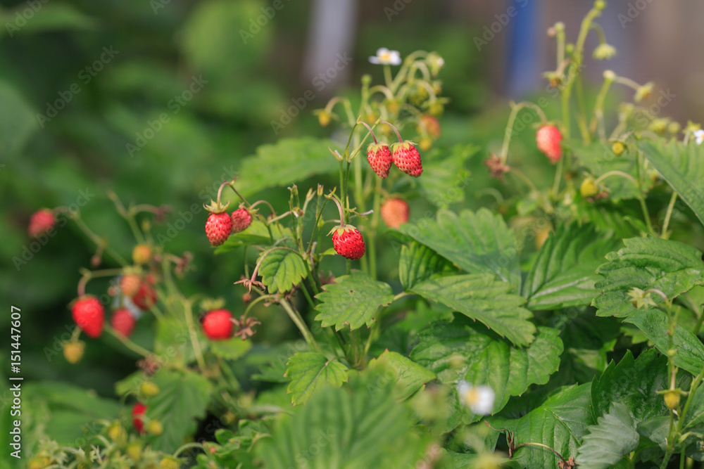 Obraz premium Wild strawberry bush with green leaves and red berries on a kitchen garden
