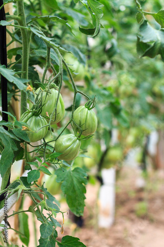 Green tomatoes on a branch in a kitchen garden