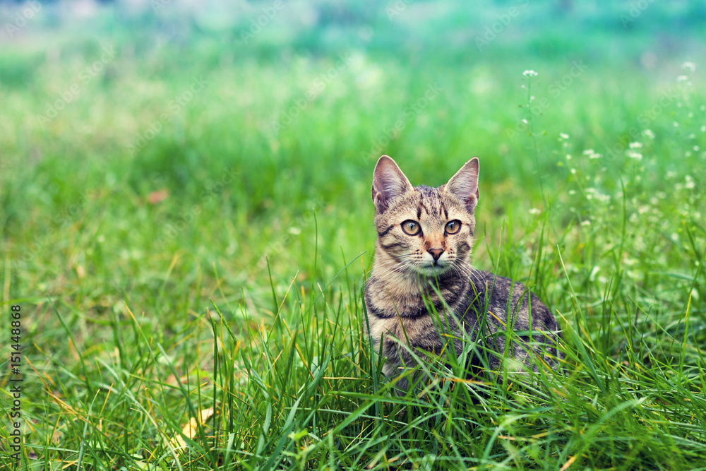 Naklejka premium Kot siedzi w trawie na trawniku