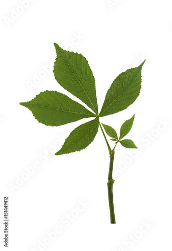 Green leaves of chestnut. Green leaves of chestnut isolated on a white background. 