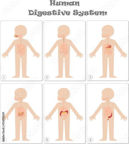 Kids body digestive system