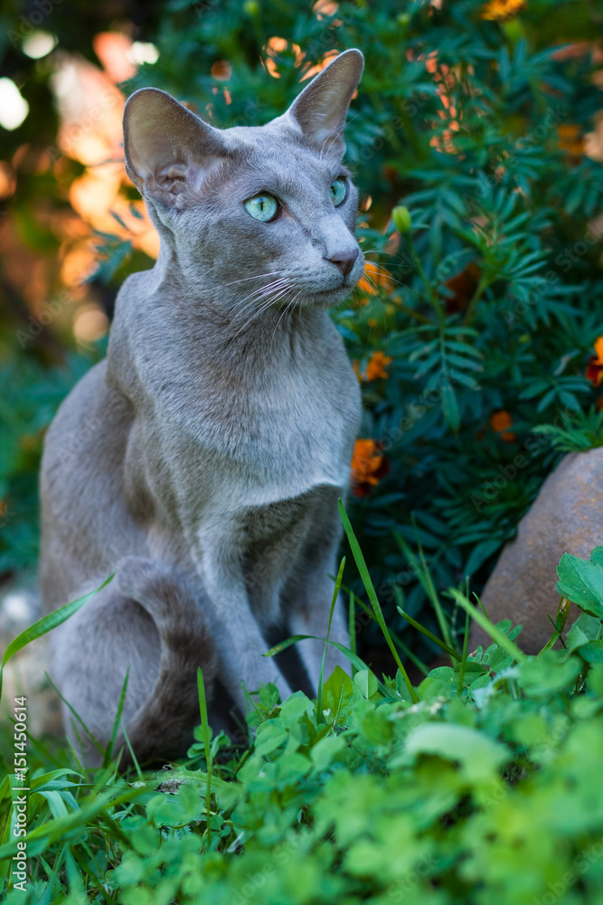 Portrait Of Shorthair Gray Cat Of Oriental Breed, 2 Years Old, Walk In
