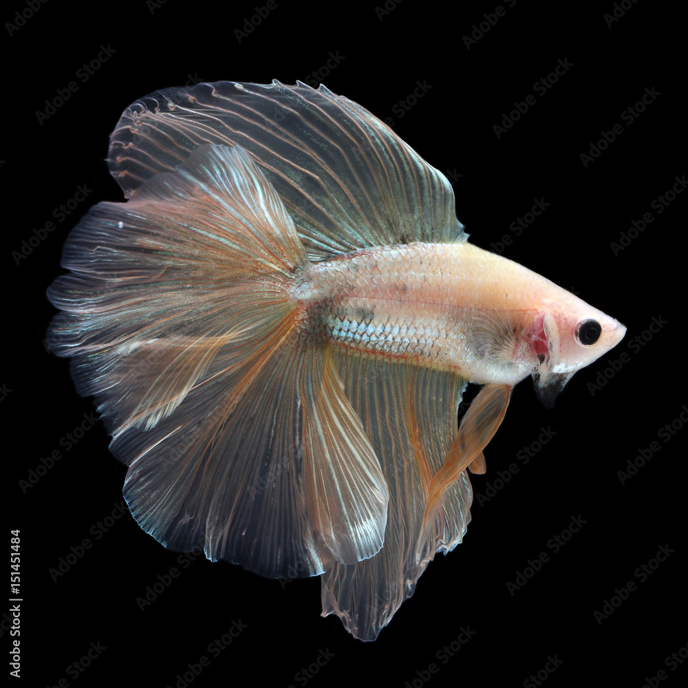 Doubletail Betta Female on black background. Beautiful fish. Swimming  flutter tail flutter. Stock Photo