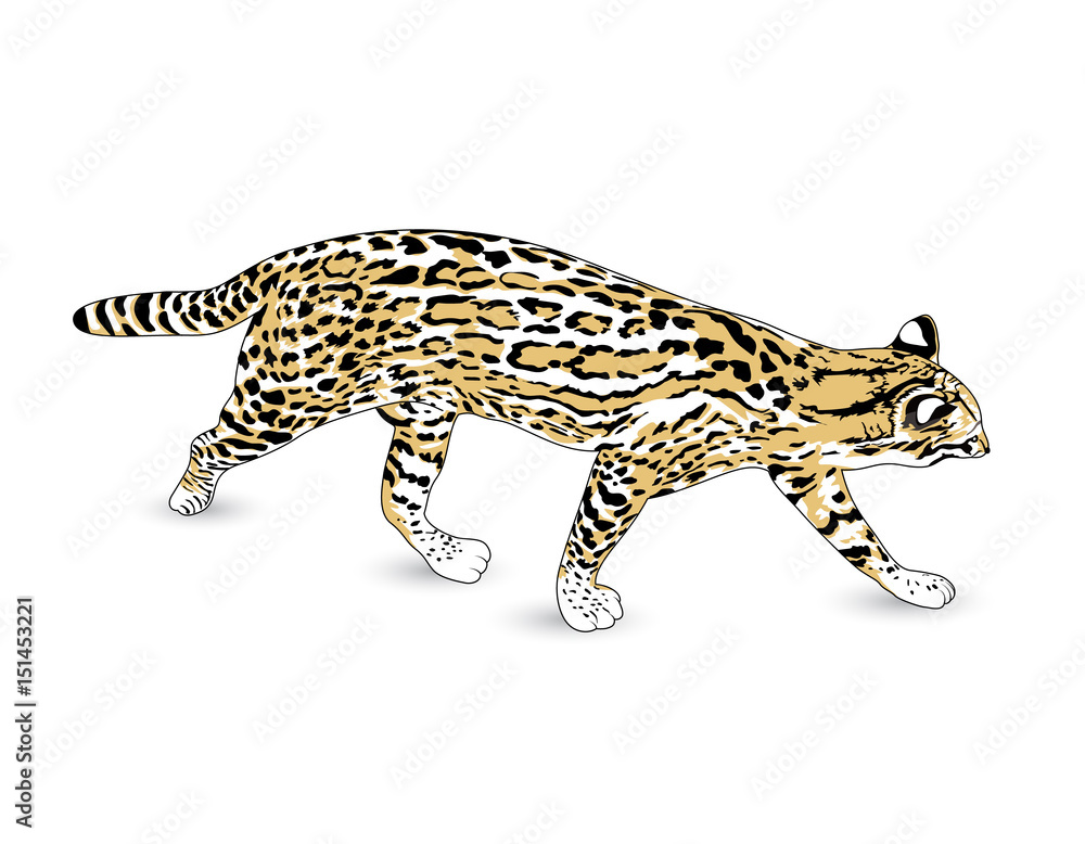 Fishing cat. Medium-sized wild cat of South and Southeast Asia. Vector illustration isolated on white background. Fishing cat. Medium-sized wild cat of South and Southeast Asia. Vector illustration isolated on white background.