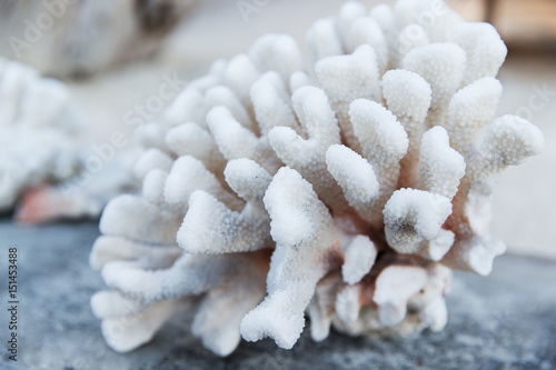 hard stony coral