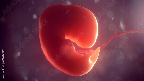 Human embryo timelapse of born, 4k 3d animation reel
