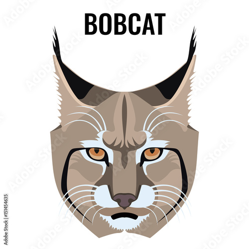 Portrait of bobcat vector illustration isolated on white. Cat specie