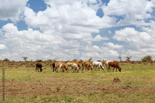 herd of cows grazing in savannah at africa