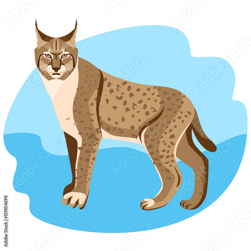 Full length spotted bobcat vector illustration isolated on blue background.