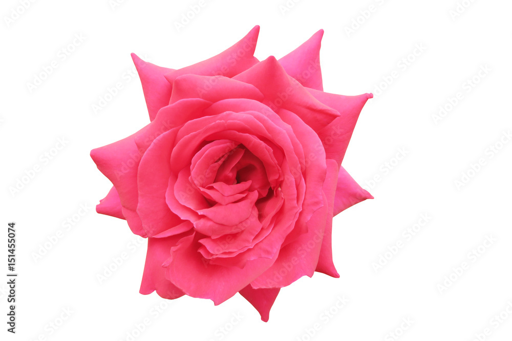 pink rose white background pink rose white background