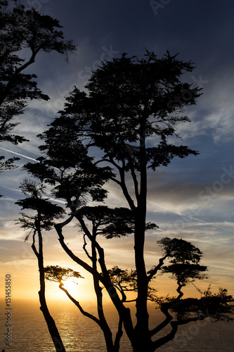 Silhoutte of tree with sunset over ocean