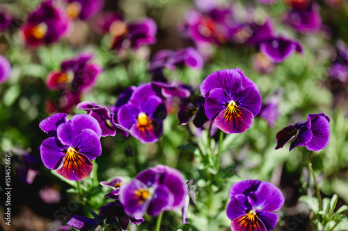 Purple viola field