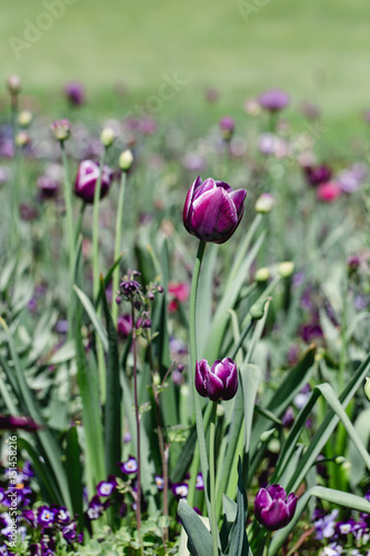Dark purple tulips in field