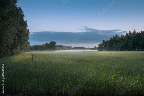Fototapeta Naklejka Na Ścianę i Meble -  Landscape with mist and fog at summer night in northern Europe