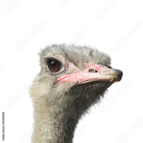 Head of an ostrich on a white background