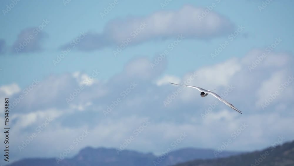 Common Tern (Sterna hirundo hirundo) flying against clouds, slow motion Common Tern (Sterna hirundo hirundo) flying against clouds, slow motion