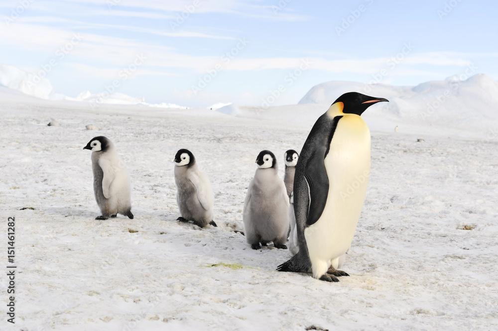 Obraz premium Emperor Penguins with chicks