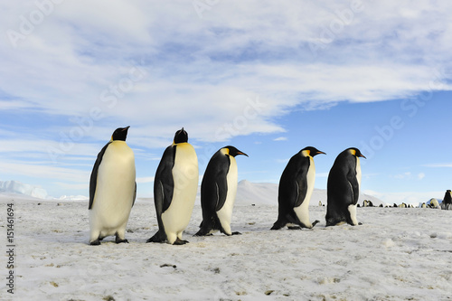 Emperor Penguins on the snow