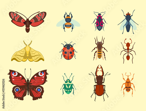 Colorful insects icons isolated wildlife wing detail summer bugs wild vector illustration © Vectorwonderland