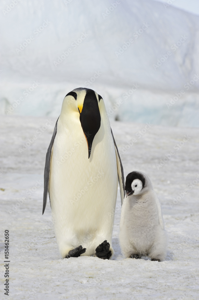 Obraz premium Emperor Penguin with chick
