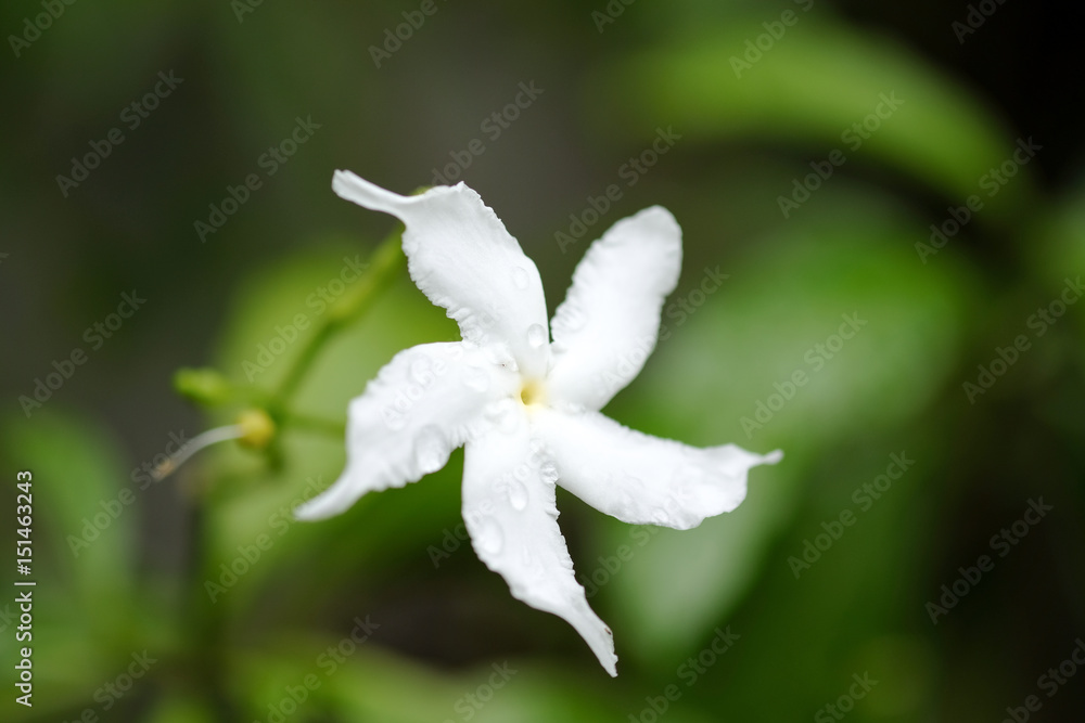 Flowers Flowers