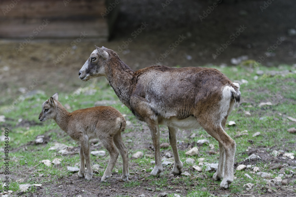 Agneau - Mouflon de Corse Agneau - Mouflon de Corse