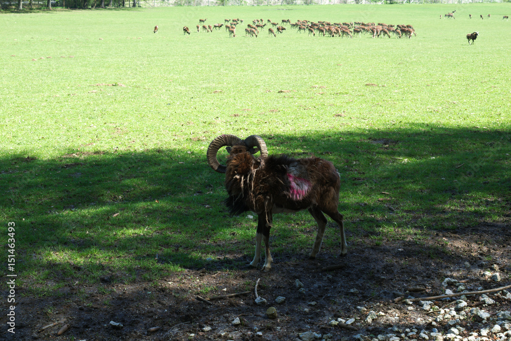 Fototapeta premium Herd of mouflons