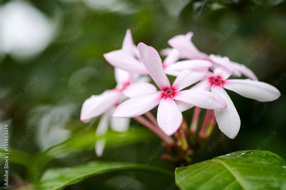 Obraz premium Flowers