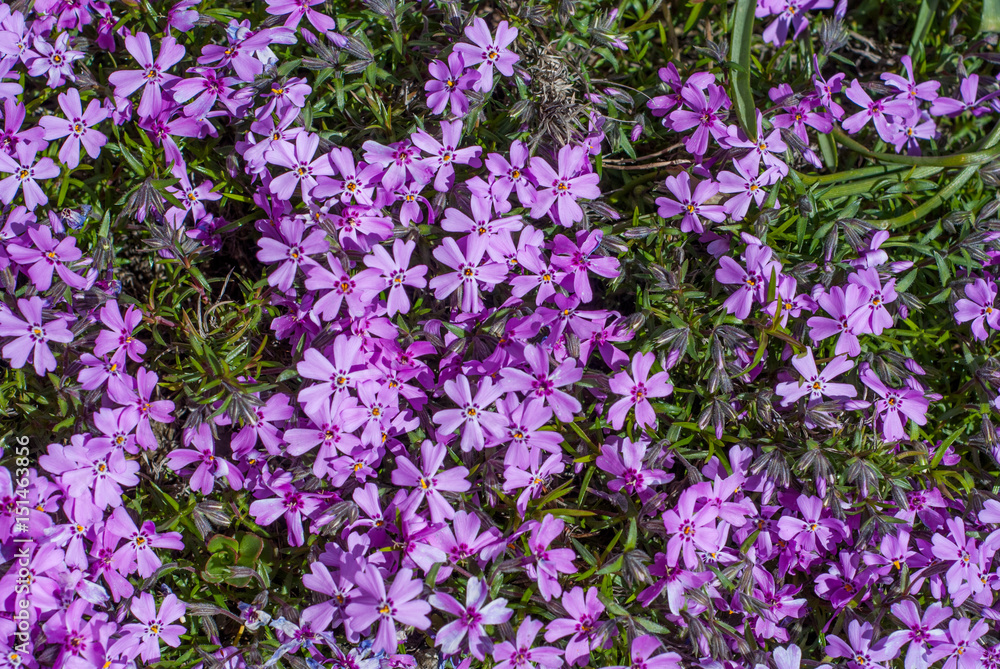 Obraz premium wild lawn flowers close up