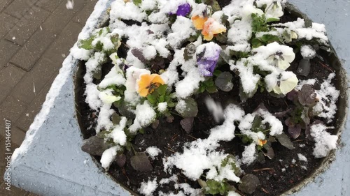 Abnormal weather. The snow falls in May. Snow falls on the Blossoming Flowerbed. Video shot on the iPhone 7 Plus photo