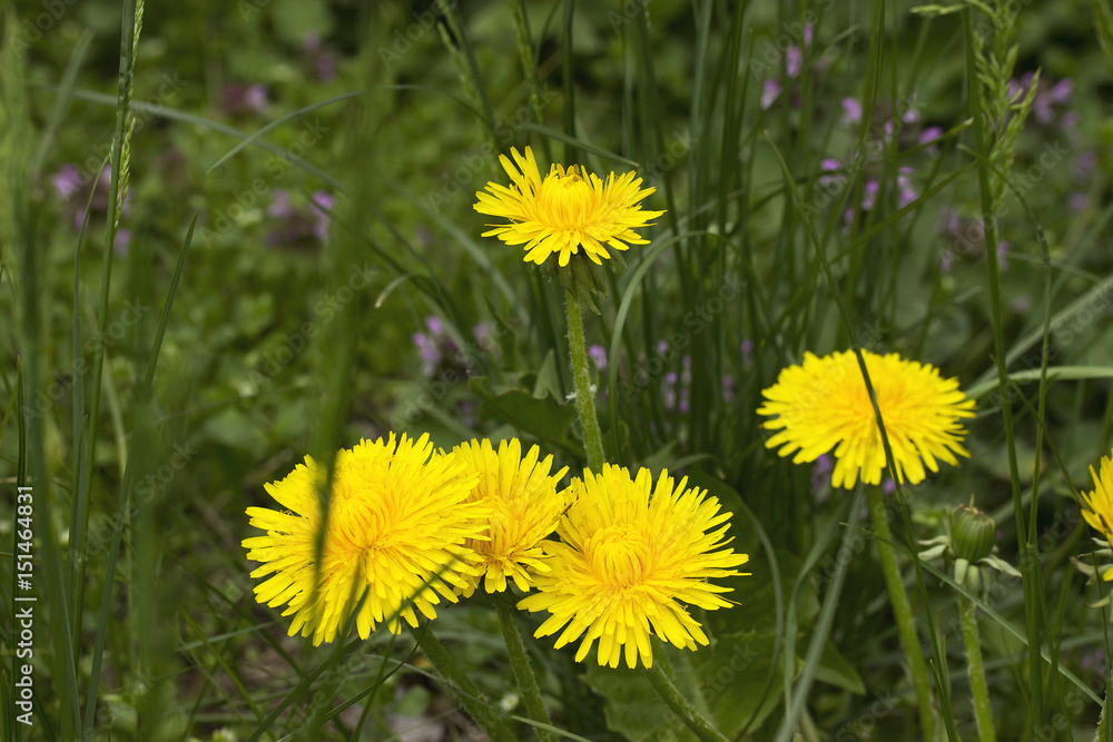 Yellow dandelions in green grass Yellow dandelions in green grass