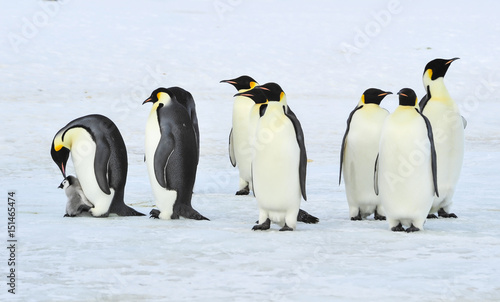 Emperor Penguins with chick