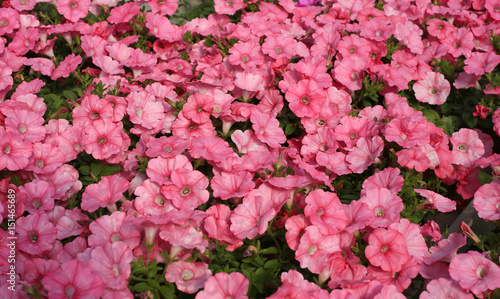 Fototapeta Naklejka Na Ścianę i Meble -  many pink petunia flowers in spring