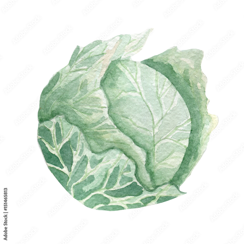 Obraz premium fresh cabbage illustration. Hand drawn watercolor on white background.
