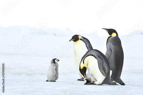 Emperor Penguins with chick