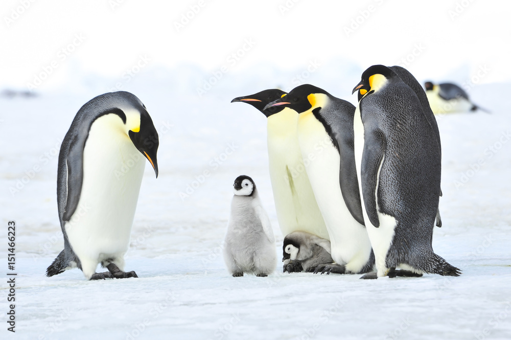 Obraz premium Emperor Penguins with chick