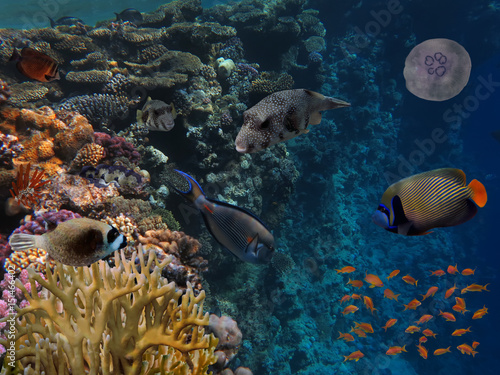 Fototapeta Naklejka Na Ścianę i Meble -  Photo of a tropical Fish on a coral reef