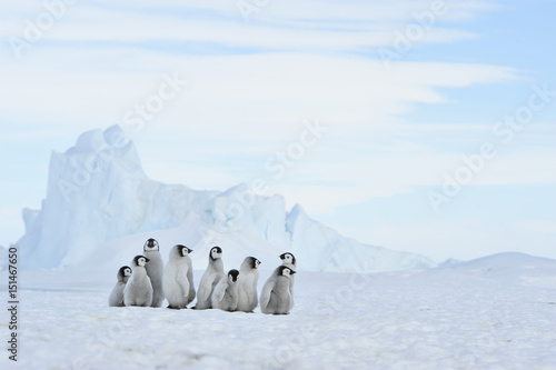 Fototapeta Emperor Penguin chicks in Antarctica