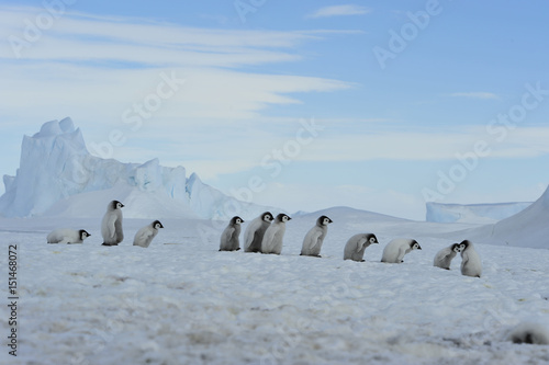 Emperor Penguin chicks in Antarctica