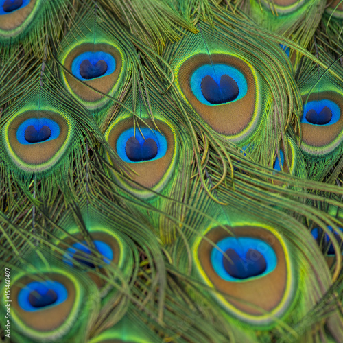 Beautiful peacock feather, close up feather