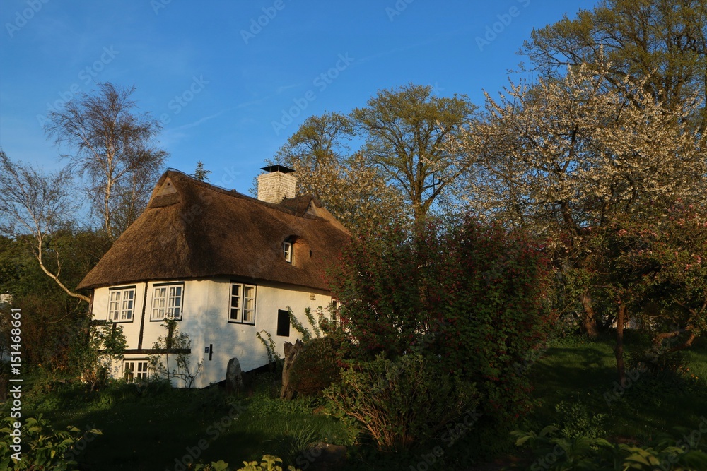 malerisches Reetdachhaus mit Garten im Frühjahr mit blühenden Obstbäumen im Abendlicht malerisches Reetdachhaus mit Garten im Frühjahr mit blühenden Obstbäumen im Abendlicht