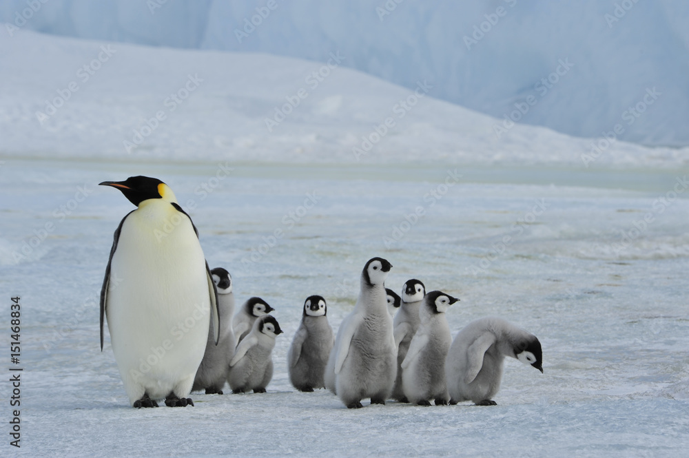 Obraz premium Emperor Penguins with chick