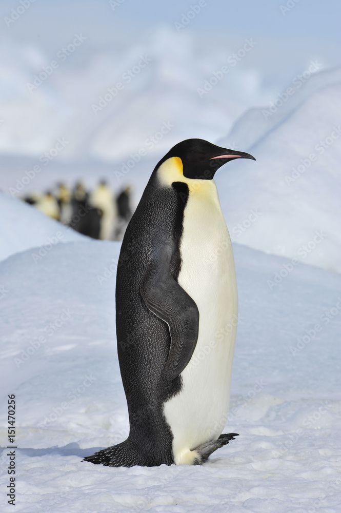 Obraz premium Emperor Penguin on the snow