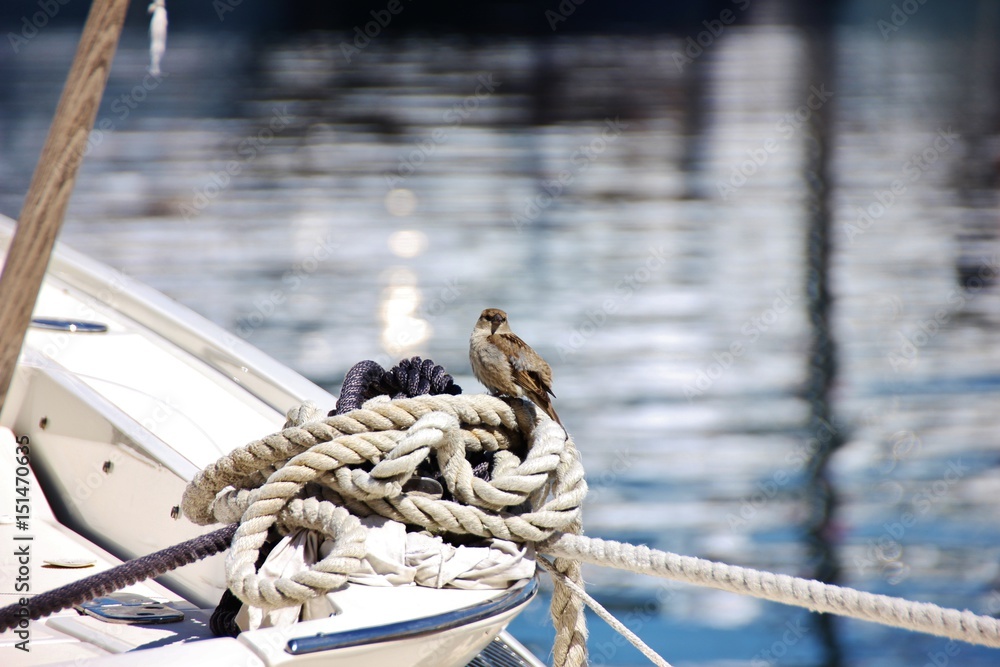 Obraz premium Bird on white ropes, Italy