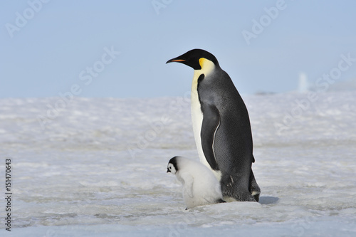 Emperor Penguin with chick