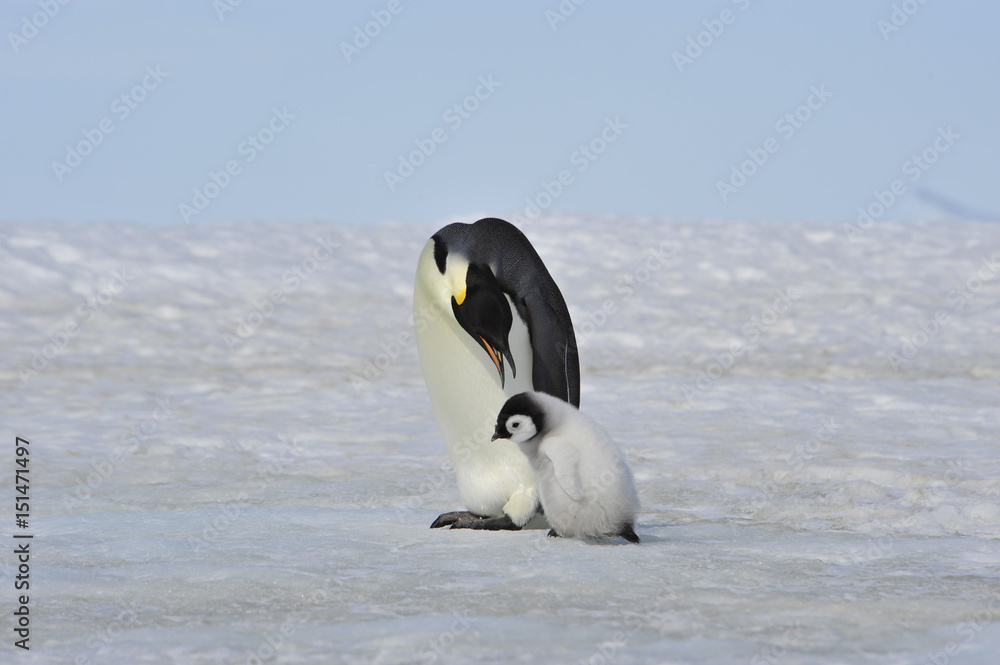 Obraz premium Emperor Penguins with chick