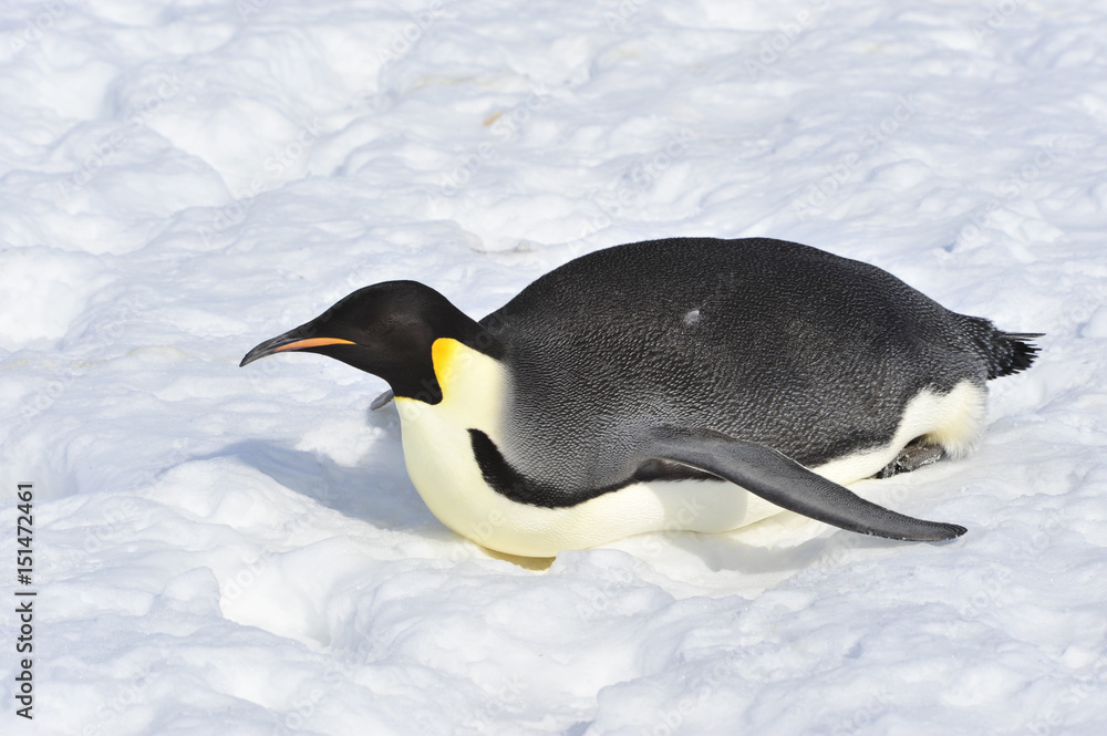 Fototapeta premium Emperor Penguin on the snow