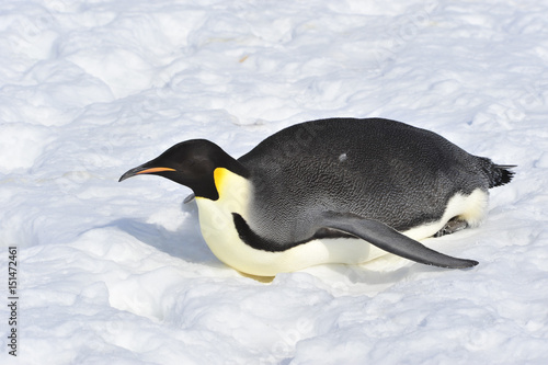 Emperor Penguin on the snow